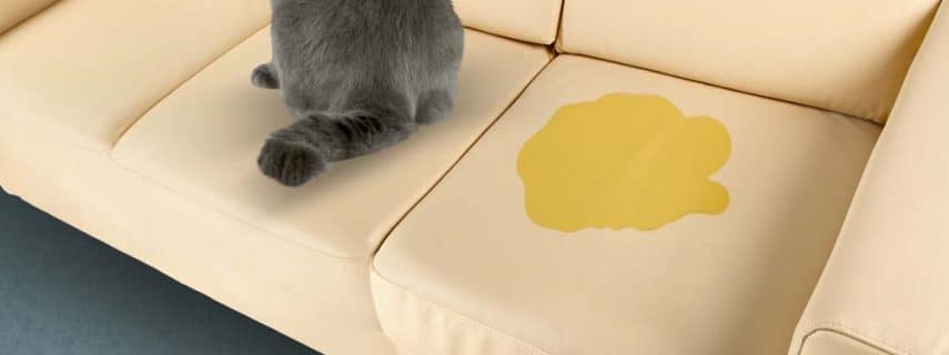 Clean Cat Pee From A Couch