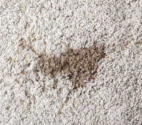 Removal Of Stains From Rug