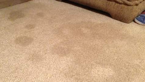 Removal Of The Stains From The Carpets
