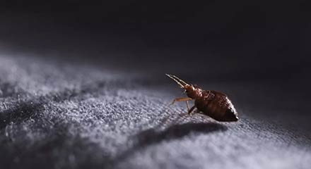 Carpet Flea Treatment